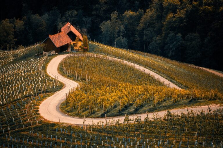 vineyard, agriculture, farm, autumn, slovenia, nature, landscape, landscape, landscape, landscape, landscape, landscape