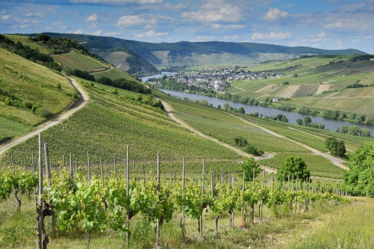 germany, vineyard, river, nature, moselle, landscape, vineyard, vineyard, vineyard, vineyard, vineyard